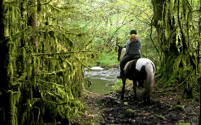 horse nature trail trek ireland